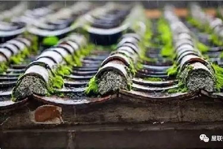 青苔最怕什么肥料？