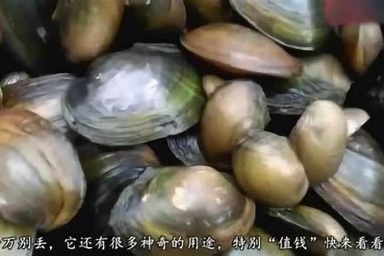 河蚌的外壳有什么用