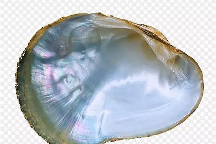 河蚌壳烧成灰能治烧伤么