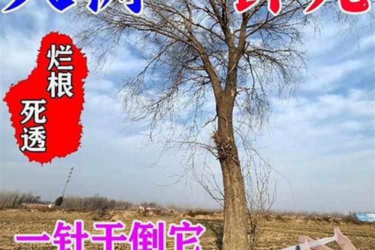 杏树得病树叶全掉光,现发新枝,需要给营养液吗？用什么营养液？