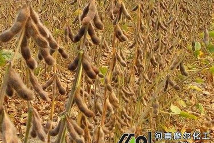 什么是葡萄膨大期如何管理？