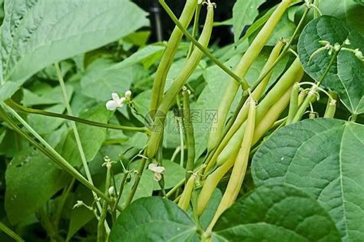 第一年葡萄小苗施什么肥(刚种葡萄苗用什么肥料长得快)