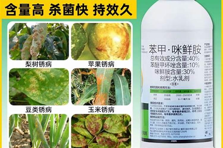 大蒜春季管理技术