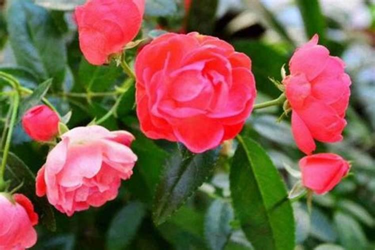 蟹爪兰花落后用什么肥