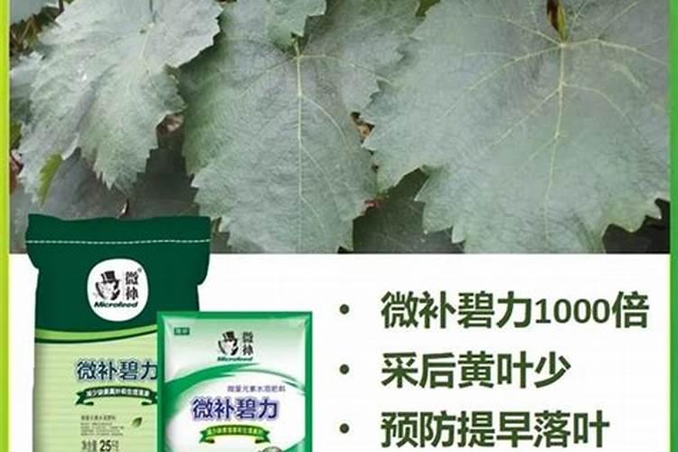 葡萄每个月份应该打什么药