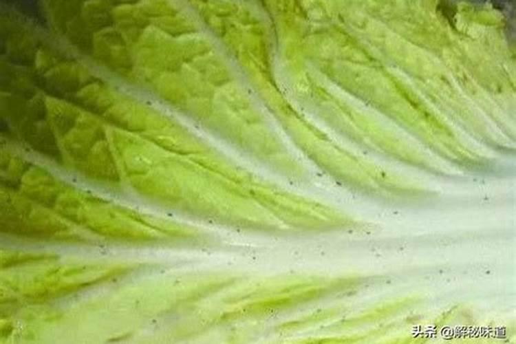 种白菜如何施肥