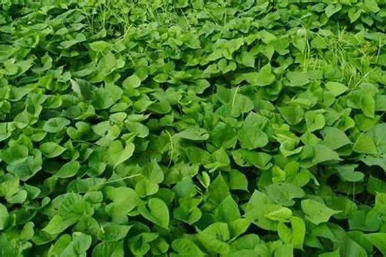 红薯种植后几天后才可以施肥