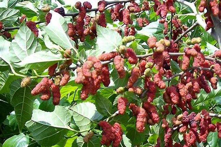 家门囗种植什么果树最好