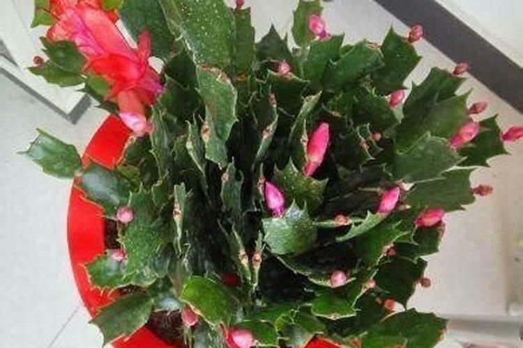 蟹爪兰怎样施肥最好