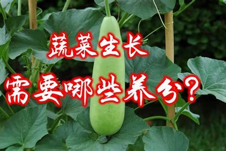 种菜用什么肥料最好