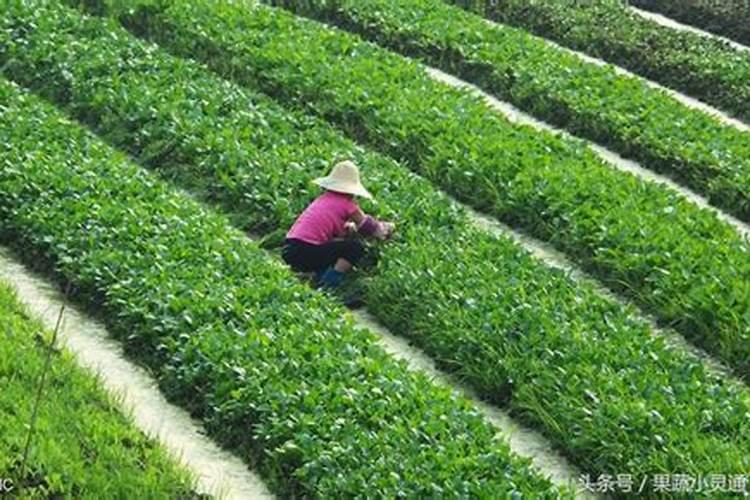 氯化钾农用干什么用的