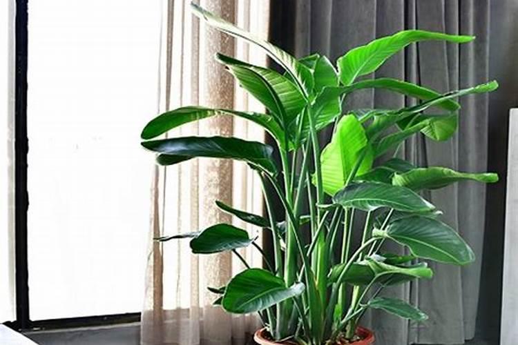 天堂鸟绿植好养吗