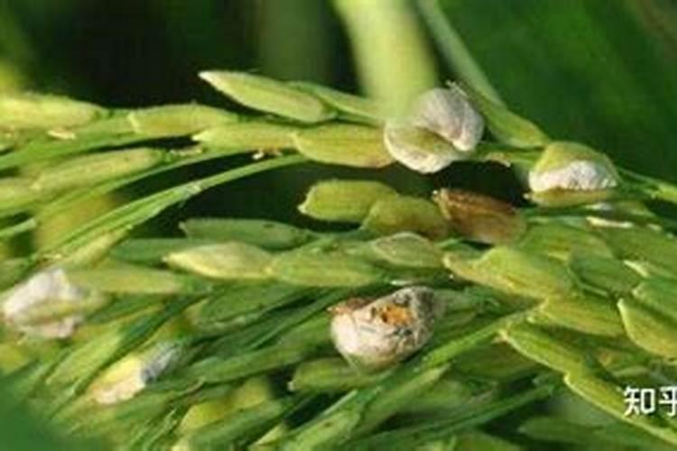 吡唑醚菌酯磷,三唑酮,磷酸二氢钾,功夫和噻虫嗪可混合吗？
