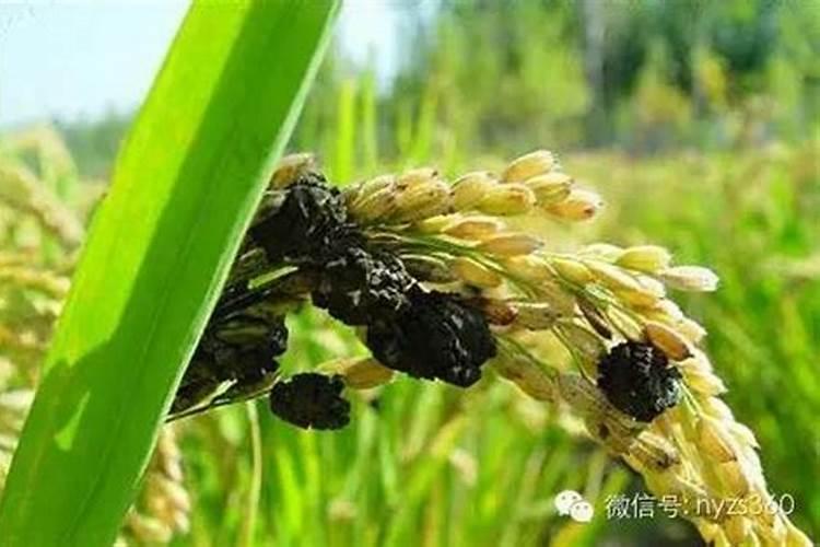 水稻开花后大部分贯浆了该施什么肥？