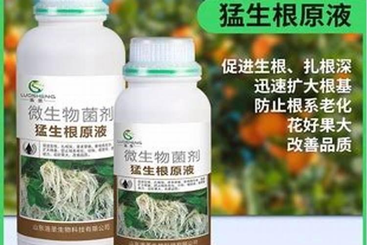 花椒木怎么去皮留疙瘩 花椒高产养殖方法总结