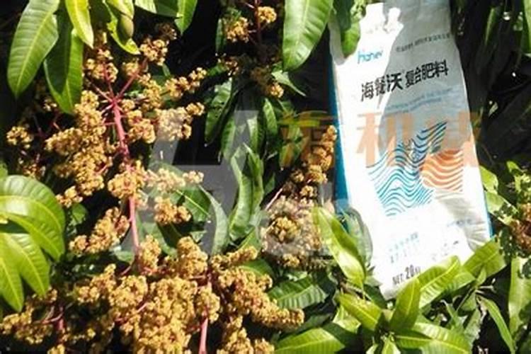 种植芒果应注意这些问题!种芒果用什么肥料好？