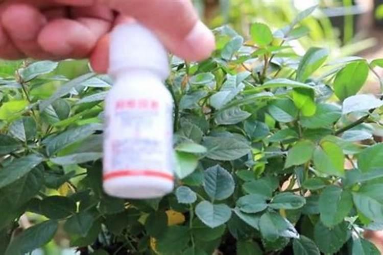 阿维啶虫脒能和吡唑醚菌酯一起喷雾吗？