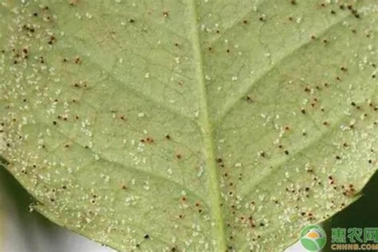 乙蒜素可以跟红蜘蛛药混合使用吗