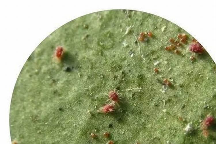红蜘蛛用药方法不对,越防治越多,为啥