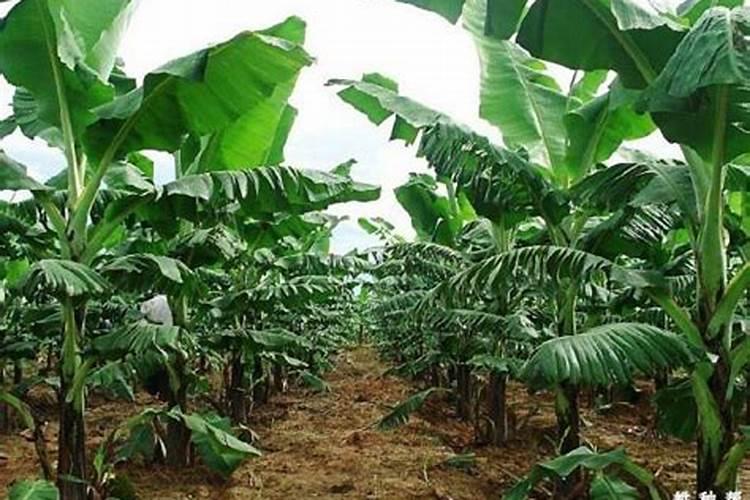 香蕉一年中什么时间施肥最好？