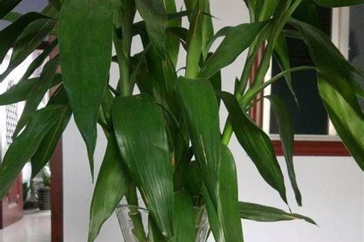 富贵竹浇什么肥料合适