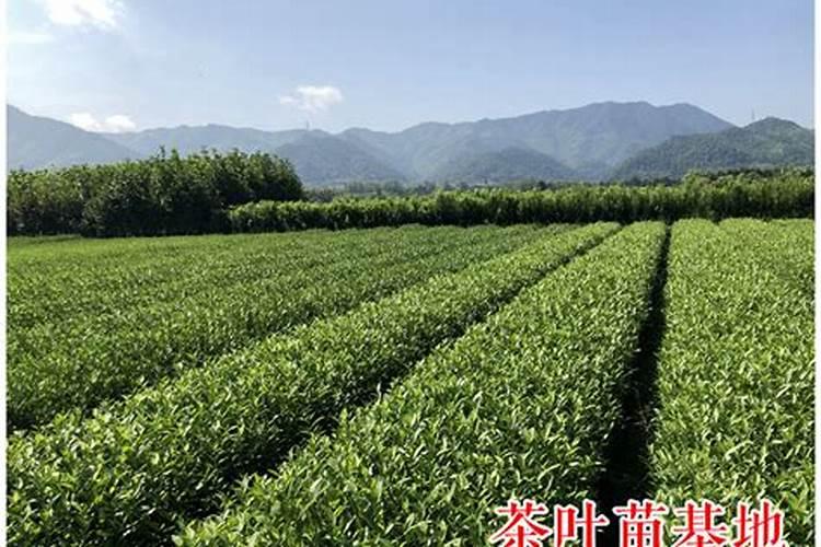 新栽茶苗该采用何种施肥方式