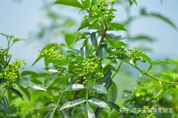 花椒叶面肥多久打好