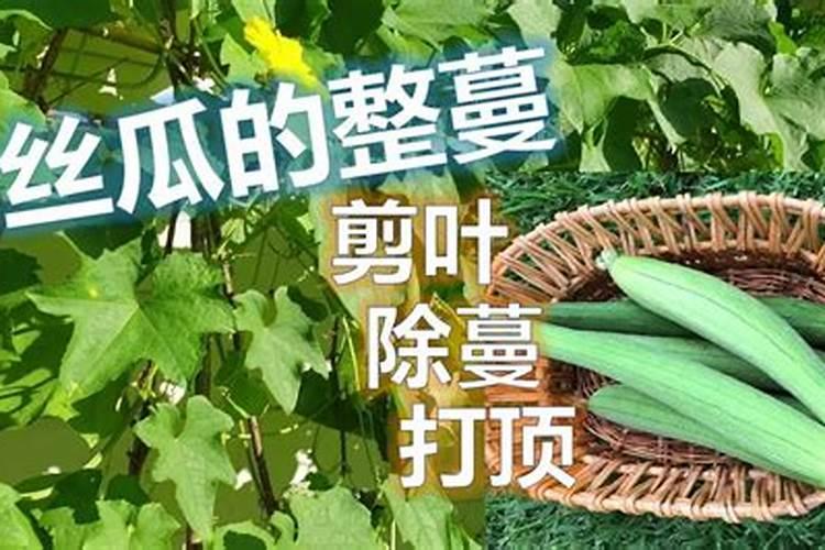 丝瓜用高钾的叶面肥可以吗