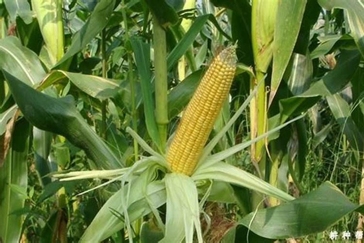 玉米缺磷时叶片会有哪些表现？应该如何补救？