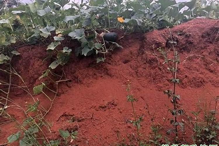 种红花用什么肥料好？