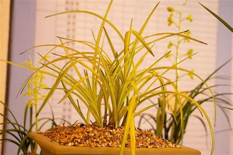 兰花什么时候施肥最好,兰花施肥用什么肥最好(氮磷钾肥)