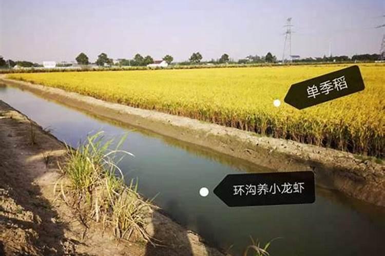 水田地用硫酸钾肥好还是氯化钾肥好？