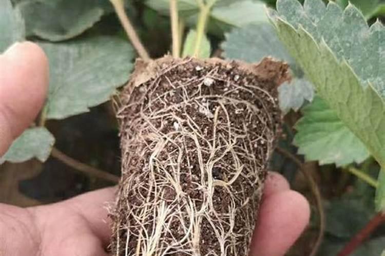 草莓苗的定根水可以浇生根肥吗？