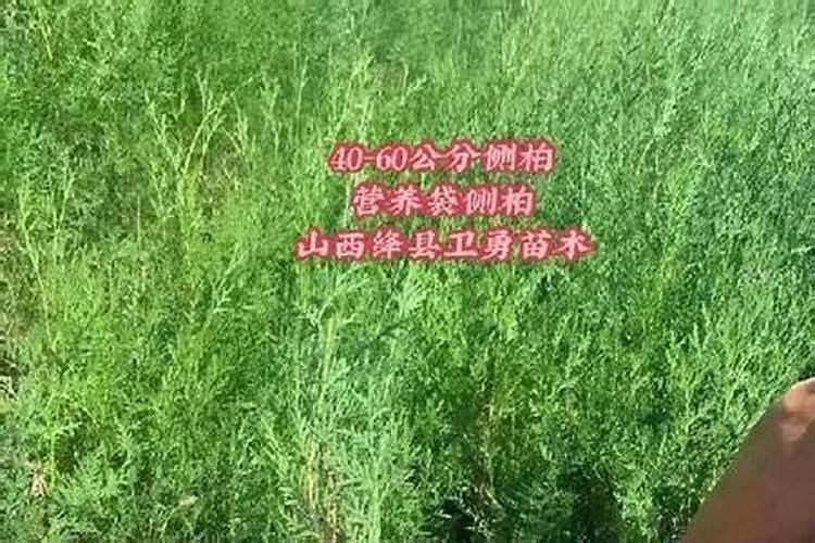 侧柏如何养殖