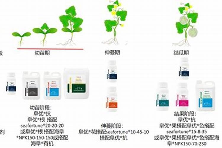 海南哈密瓜一般几月份用膨果肥？