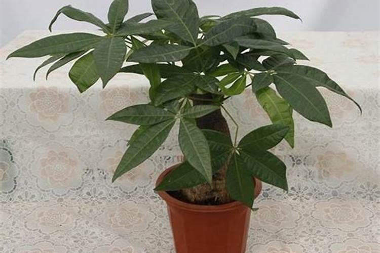 栀子花怎么判断缺肥还是肥大(栀子花不开花缺什么肥料)
