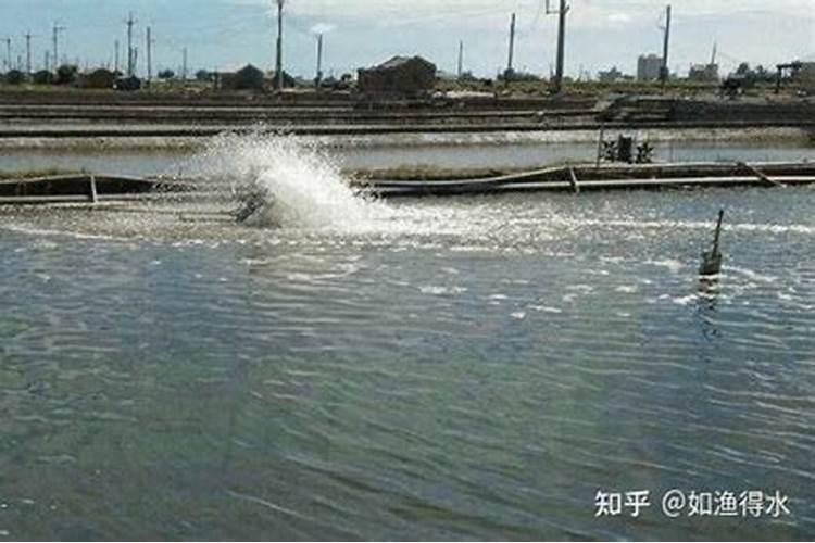 山茶花用什么水浇最好更旺盛