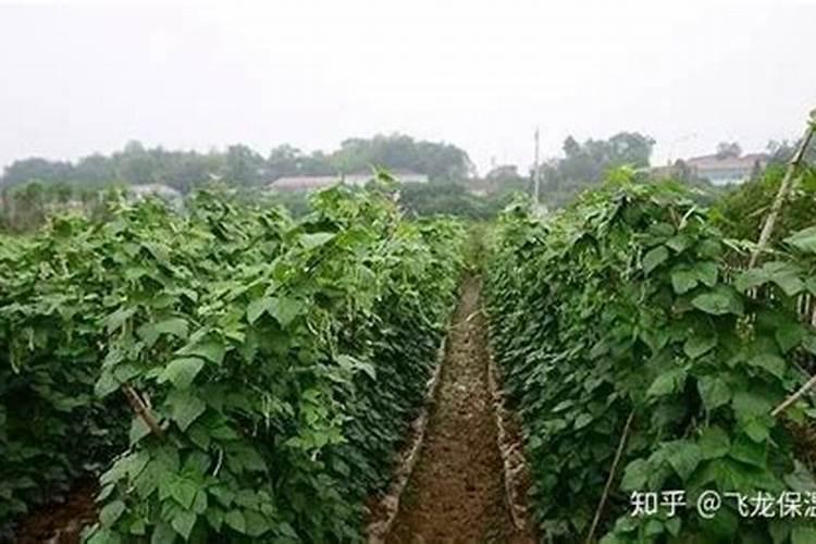 四季豆高产施肥技术要点