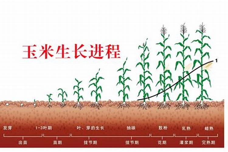 玉米一生中最重要的一次叶面肥,你知道啥时候打吗？
