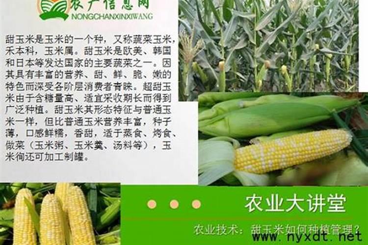 种好双季茭白的管理技术 茭白生长需要什么条件