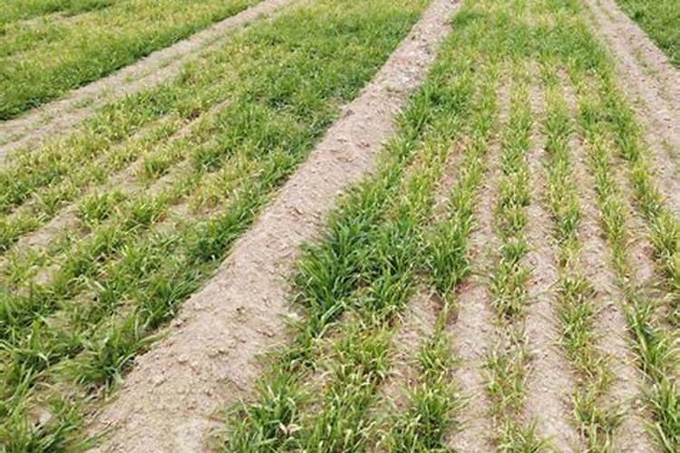 小麦苗肥能撒复合肥吗 小麦苗肥什么时间施