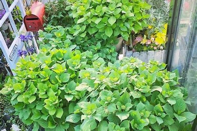 绣球花肥制作与使用方法