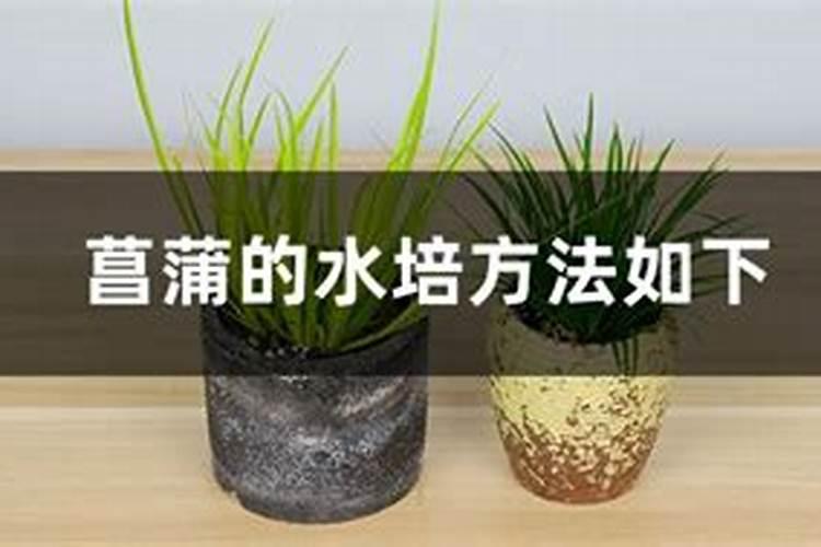 菖蒲如何给肥