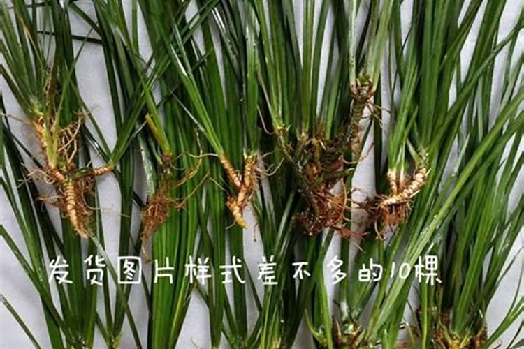 菖蒲施肥方法,用什么肥好