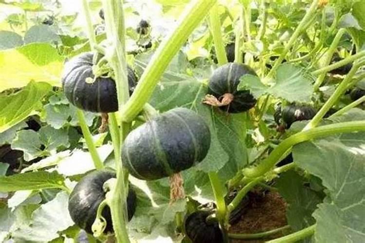 南瓜需要施什么肥料(一般种植南瓜什么时候施肥方法)