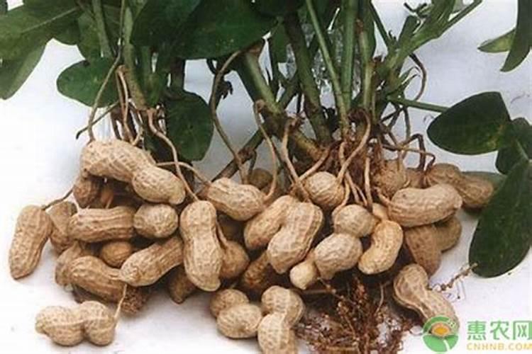 生根肥使用过程中应注意什么