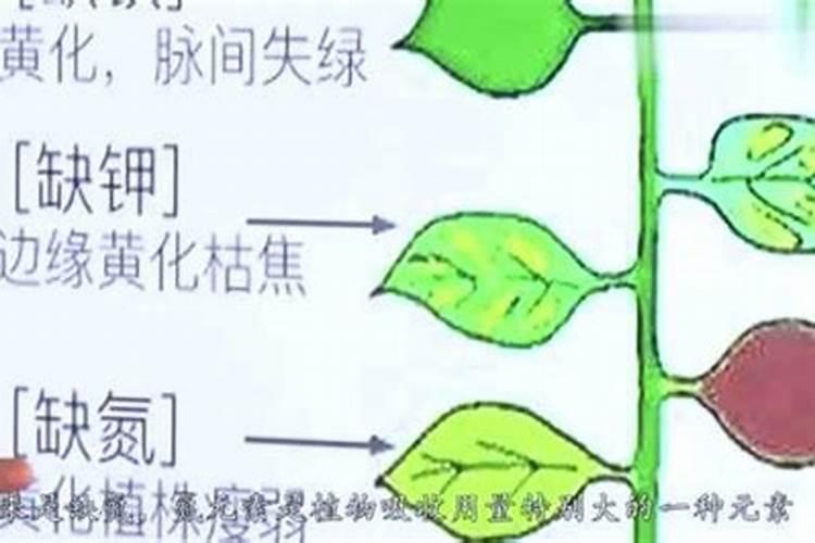 哪些情况需要打叶面肥？叶面肥什么时间用好呢？