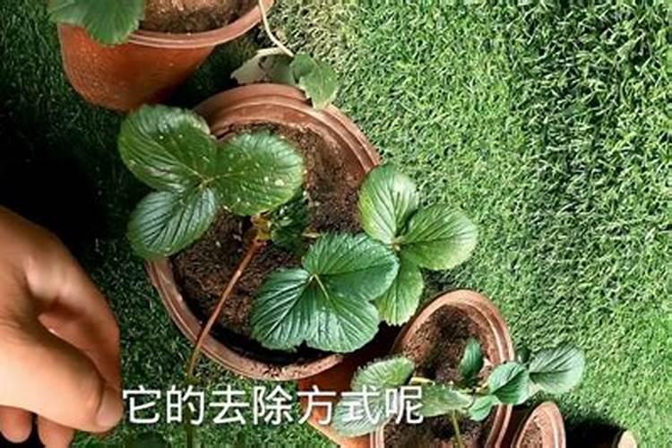 草莓碧护使用方法