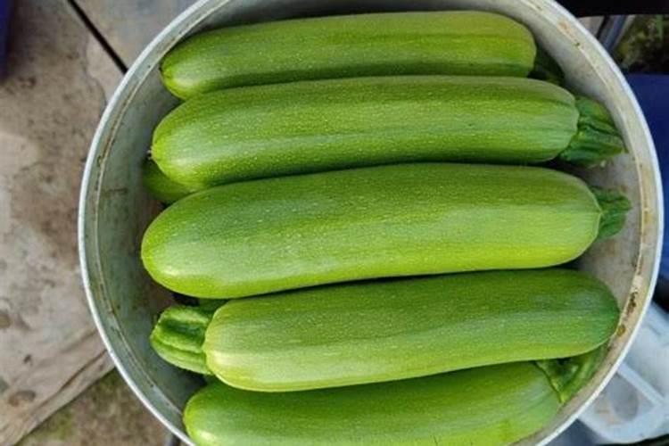 西葫芦肥料的禁忌 西葫芦需要什么肥料