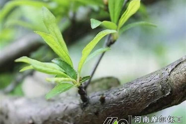 桃树膨大肥什么时候施 桃树施肥的时间